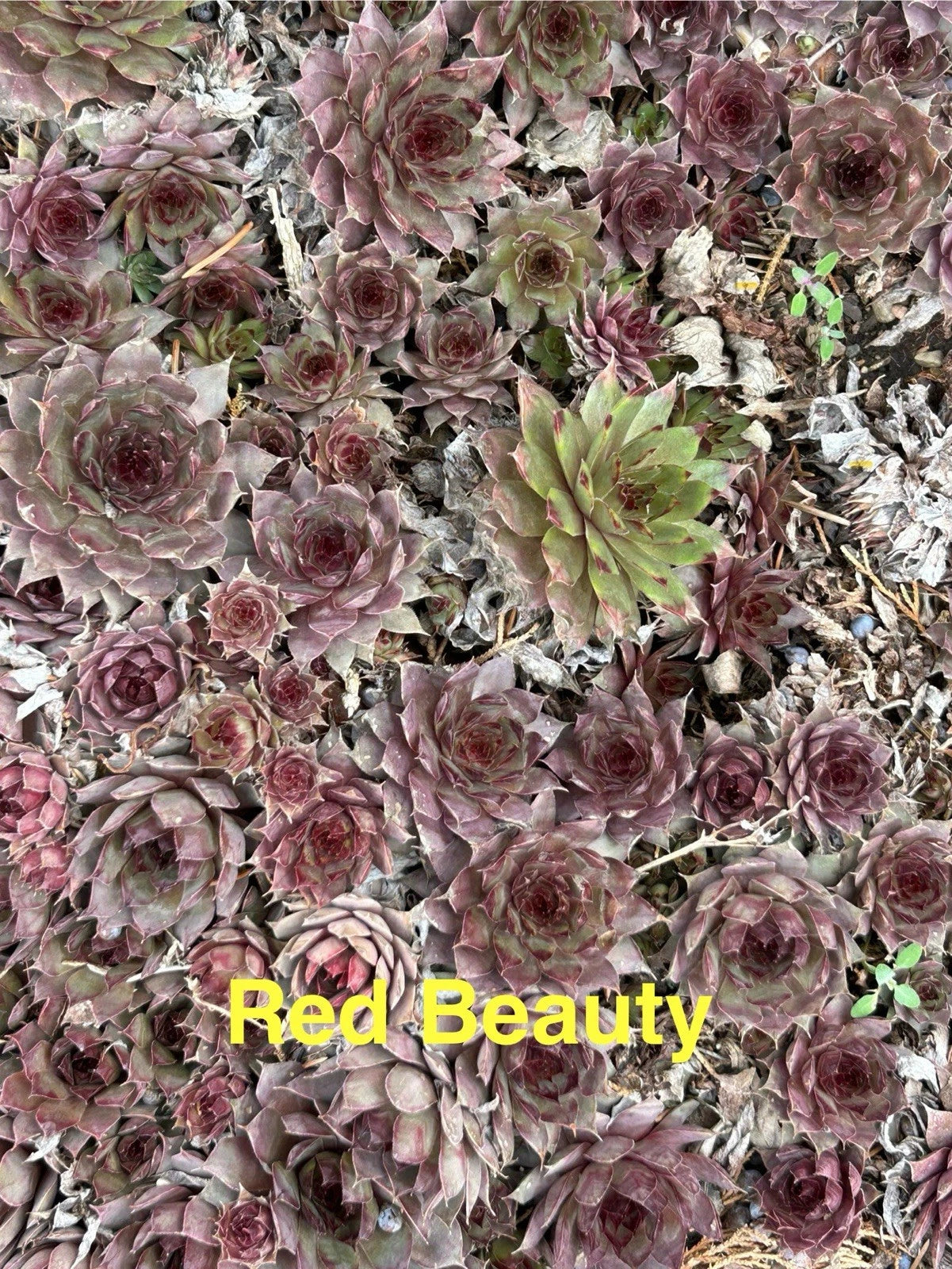 10 Red Beauty Hardy Hens and Chicks Sempervivum Succulents, Live Plants for Zones 4-8, Perfect for Gardens and Rockeries