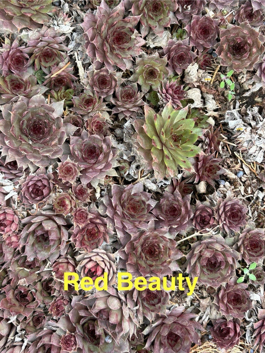 10 Red Beauty Hardy Hens and Chicks Sempervivum Succulents, Live Plants for Zones 4-8, Perfect for Gardens and Rockeries