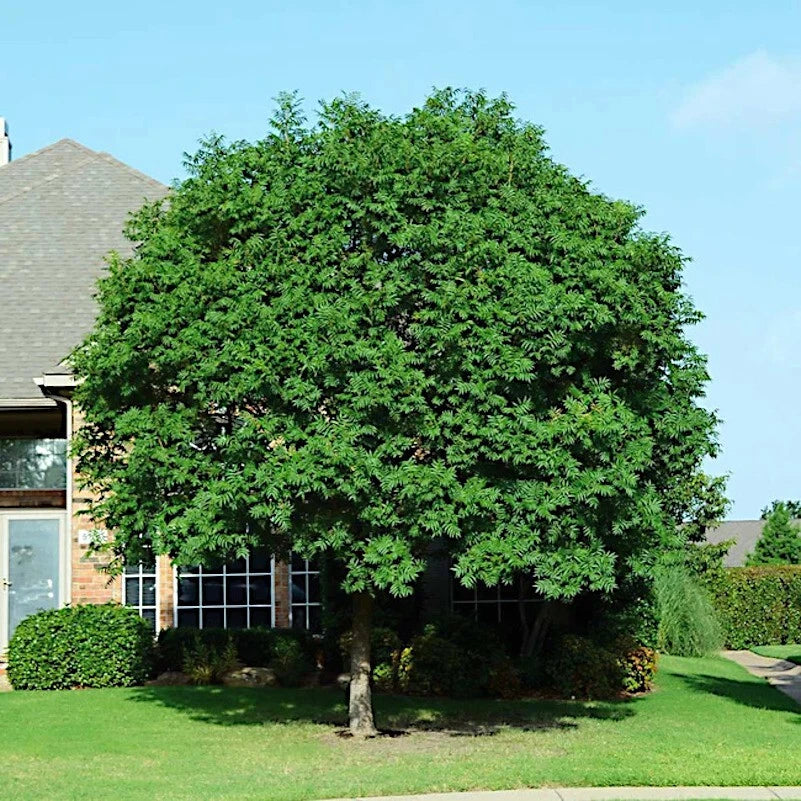 Chinese Pistachio Tree Seeds - 10 Hardy Pistacia chinensis for Bonsai Gardening