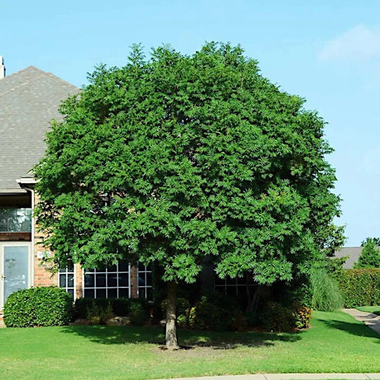 Chinese Pistachio Tree Seeds - 10 Hardy Pistacia chinensis for Bonsai Gardening