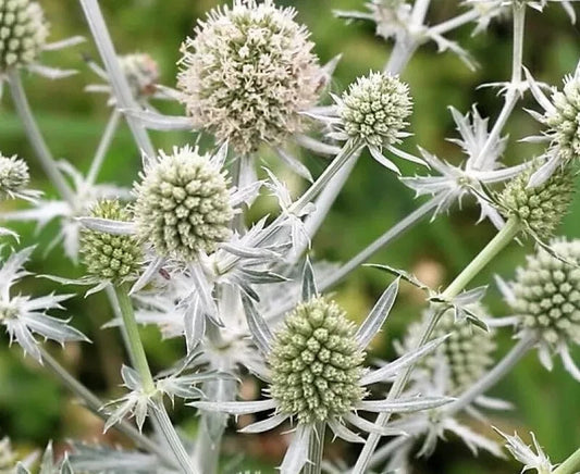 Eryngium Planum 'Glitter White' Sea Holly Seeds - 10 Pack, Drought-Tolerant Perennial, Ornamental Garden Plants