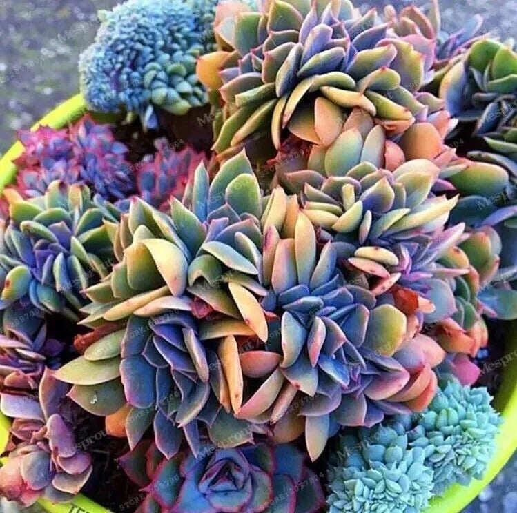 50pcs Japanese Succulent Seeds - Rare Mini Cactus Seeds for Indoor Gardening - Perfect for Plant Lovers - Cactaceae