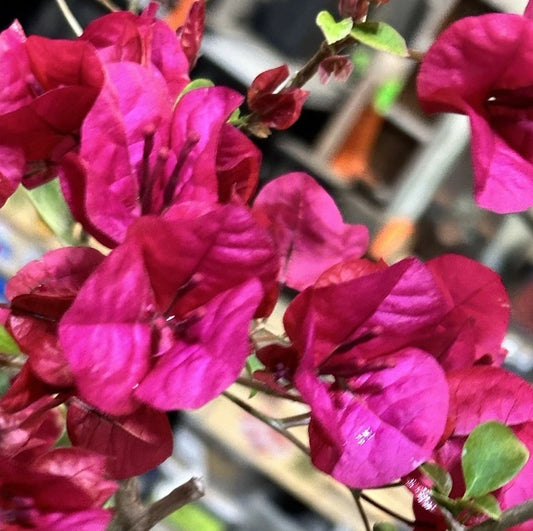 Bougainvillea Plant 6-12" Hot Pink Live Shrub Vine Bush Bougainvillea spectabilis