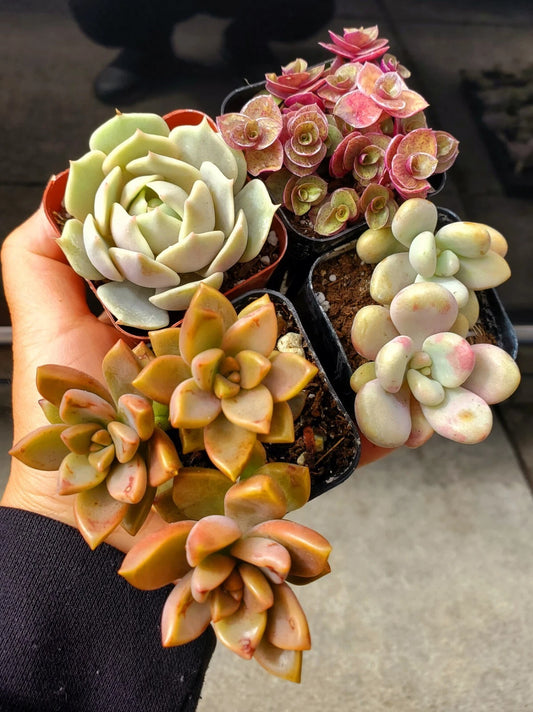 Live Succulent Plants Pack of 4 in 2" Pots - Fully Rooted Variety - Ideal for Home Decor and Gifts