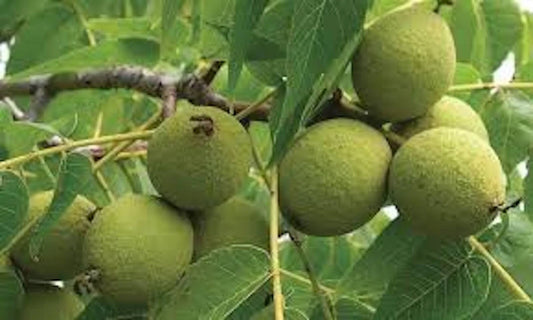 Black Walnut Tree Live Plant 12-24in Tall Juglans nigra Bare Root - 5 Pack, Deciduous, Fast-Growing, USDA Zones 4-9