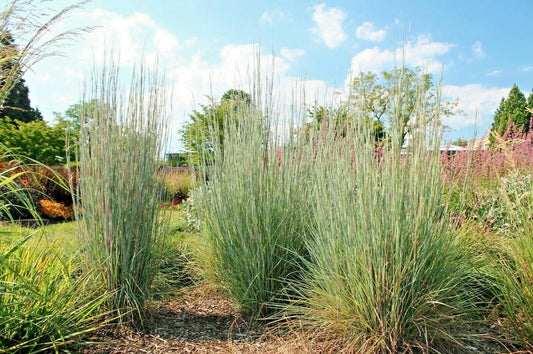 Big Bluestem Seeds - 500+ Count - Native Tall Grass Prairie - Ornamental Drought & Heat Resistant (Andropogon gerardii)
