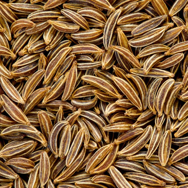 Caraway Seeds | Heirloom Non-GMO Herb Seeds | Carum carvi | Culinary Spice