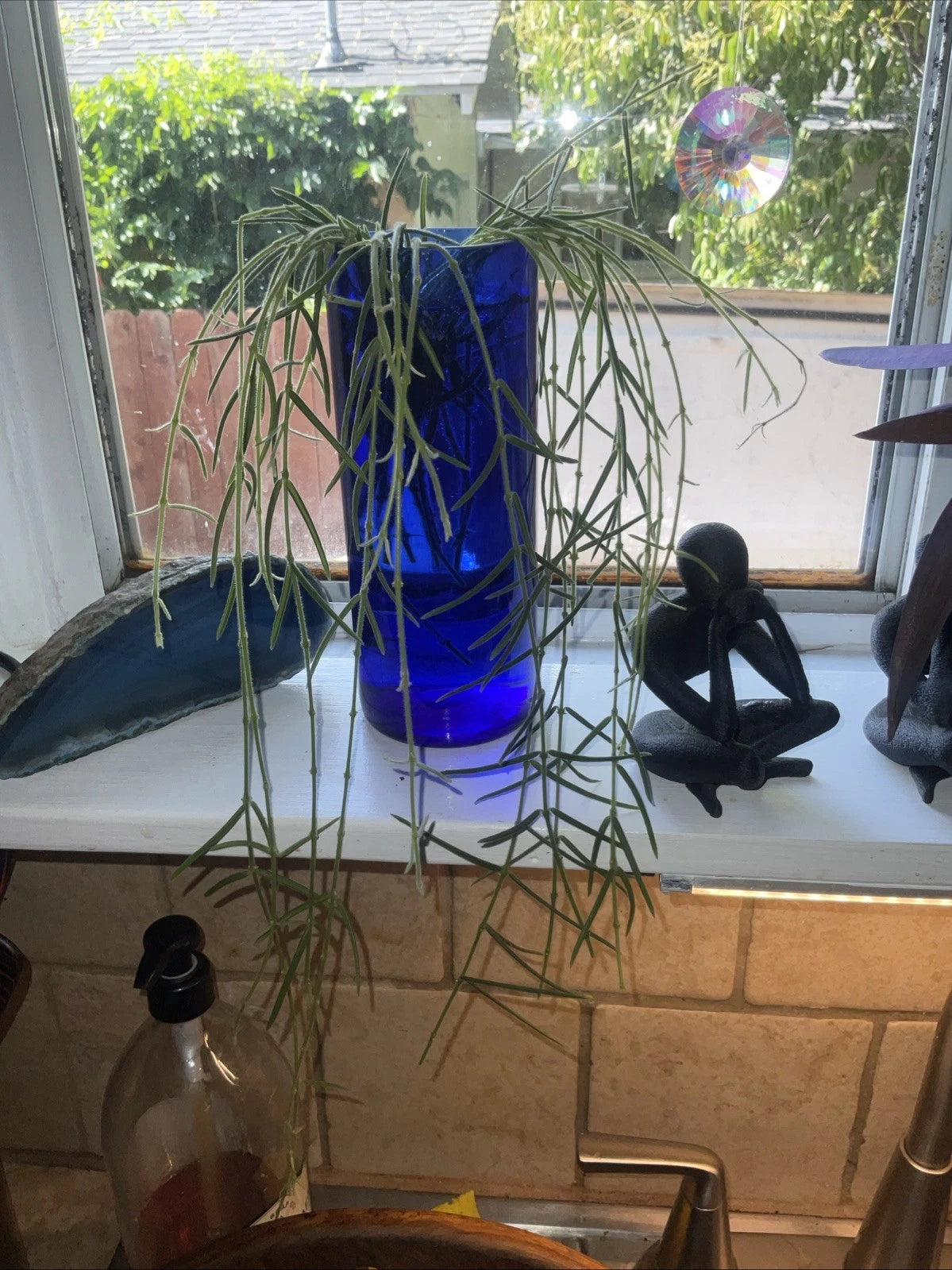 Hoya Linearis Cuttings - 3” Rooted Pot - Uncommon Houseplant - Hoya Plants for Sale