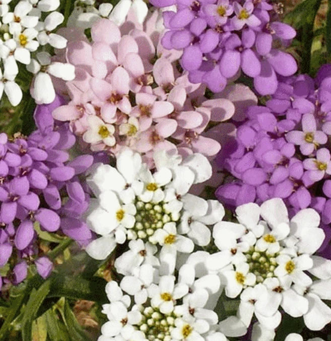 Candytuft Flower Seeds - 1000+ Iberis Umbellata - Annual Flower Garden Seeds - Free Shipping