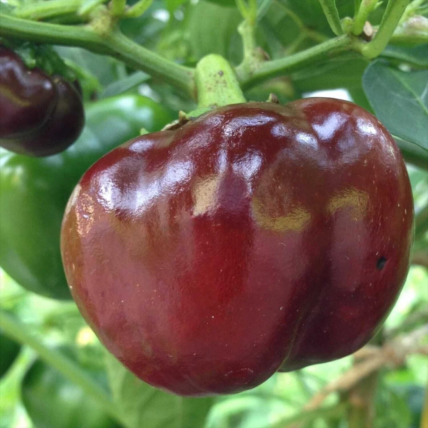 Chocolate Beauty Bell Pepper Seeds - 30+ Non-GMO Heirloom Vegetable Seeds - Capsicum annuum - USA Grown, Free Shipping