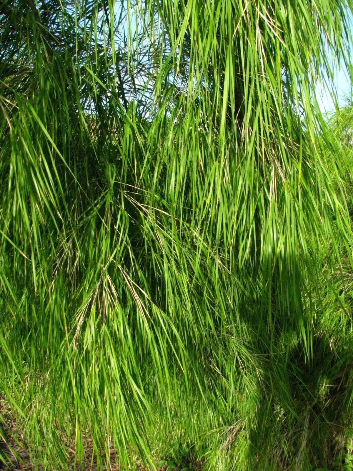 Mexican Weeping Bamboo Seeds - 100 Perennial Ornamental Seeds for Privacy - Bambusa vulgaris - US Seller