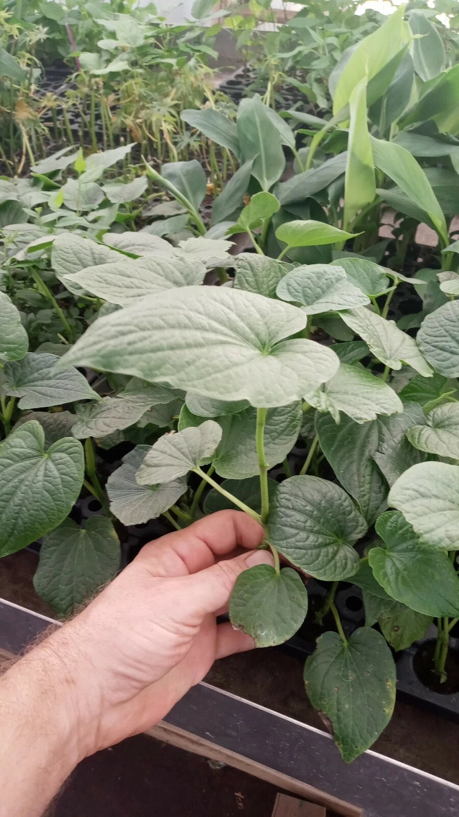 Piper Umbellatum Live Plant 3 Pack - Rare Medicinal Herb with Rootball