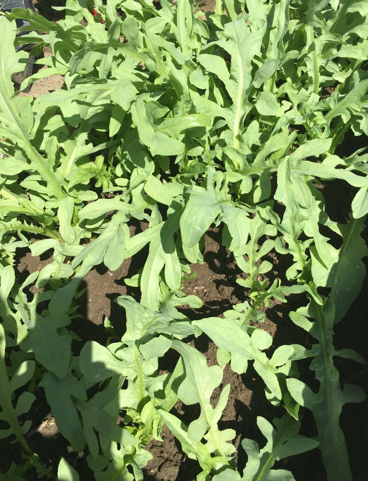 Ixeris Chinensis Nakai Seeds - 200+ Count Tian Mai Cai Bitter Vegetable - Chinese Edible Plant Seeds