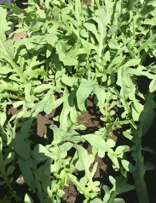 Ixeris Chinensis Nakai Seeds - 200+ Count Tian Mai Cai Bitter Vegetable - Chinese Edible Plant Seeds