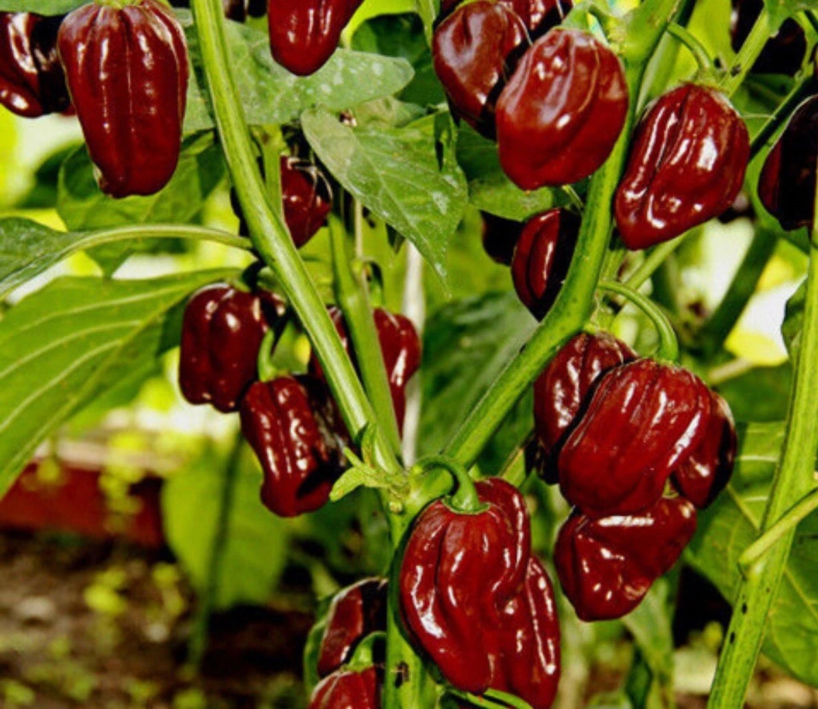 Chocolate Habanero Pepper Seeds - 20+ Heirloom Seeds - Spicy Variety for Garden - Capsicum chinense