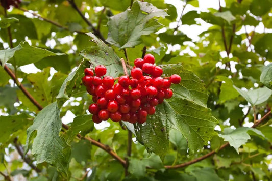 American Highbush Cranberry Seeds - 30 Pack - Viburnum trilobum - Fruit-Bearing, Hardy Shrub Seeds for Planting