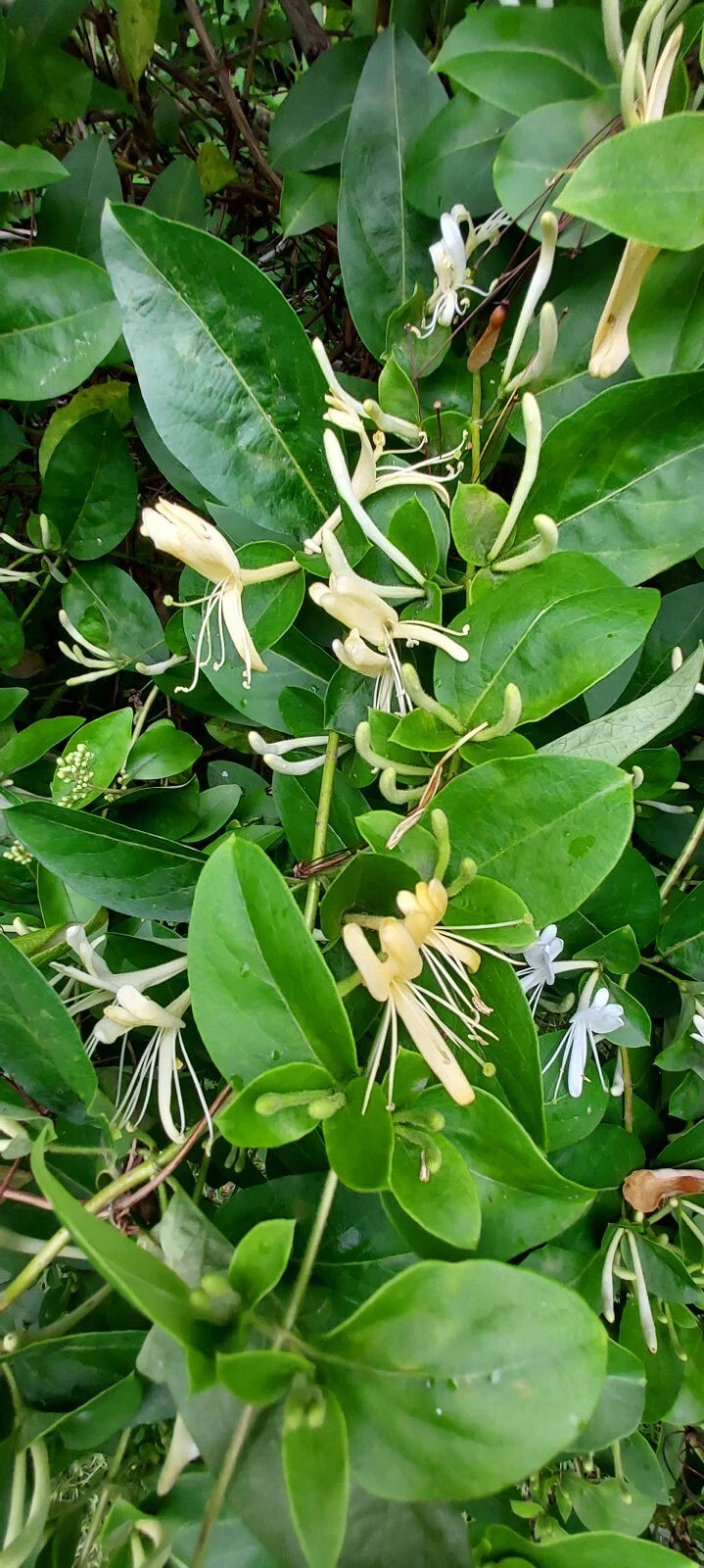 Honeysuckle Starter Plant Cuttings - 6 Unrooted Cuttings - Lonicera Species