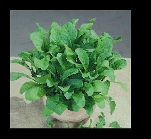 Arugula Seeds - 5000 Heirloom ASTRO 300 - Nutty Flavor for Healthy Salads - Zesty Garden Greens