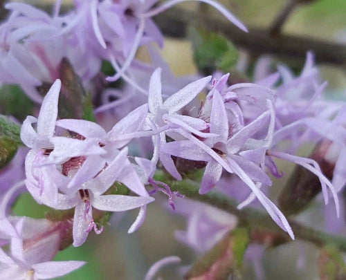 Bluffs Gayfeather Seeds | 25 Pack | Liatris Gholsonii | Florida Native Flower | Gulf Region Plant