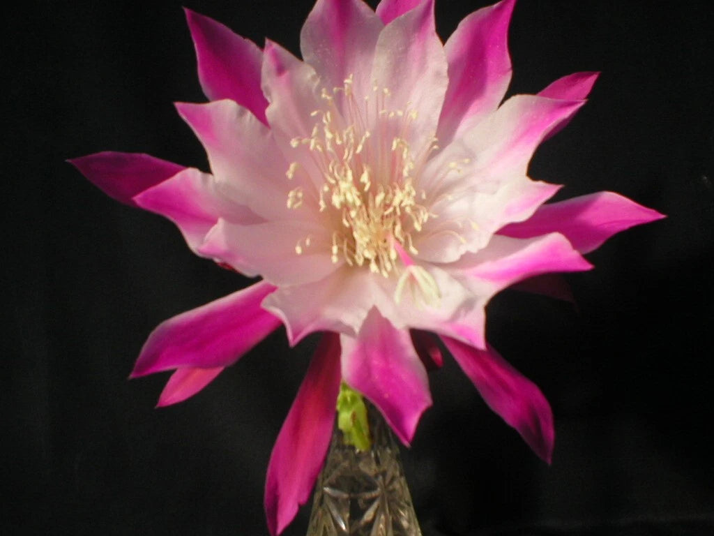 Epiphyllum Cuttings - Bumpkin Orchid Cactus - Don's Cuttings - July 4