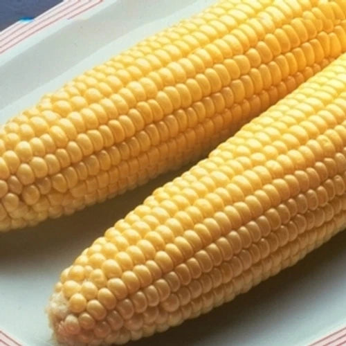 Bodacious Sweet Corn Seed - Fresh Seed for Planting - Zea mays - Non-GMO, High-Yield Variety