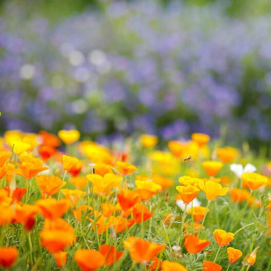 California Poppy Seeds - Orange Wildflower - Majestic Annual/Perennial - Non-GMO - 1000 Seeds (Eschscholzia californica)