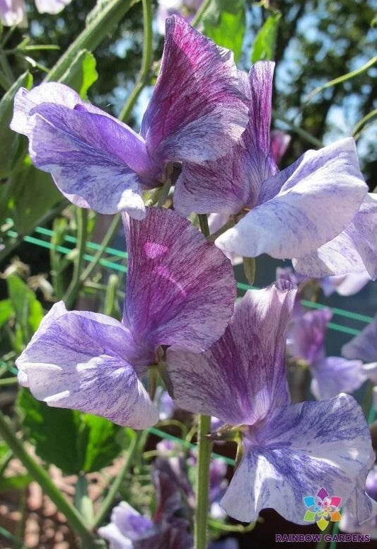 Earl Grey Sweet Pea Seeds - 50+ Count - Fragrant Climbing Flower - Lathyrus odoratus - USA - Free Shipping