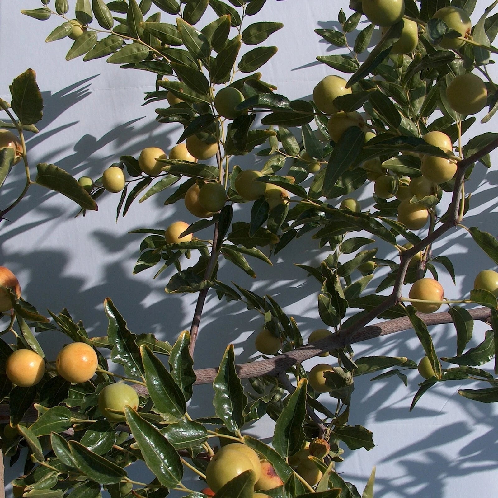 Honey Jar Jujube Tree Scion Wood 8" Thin Cutting Bud (Ziziphus jujuba) - No-Root Graft for Planting and Propagation