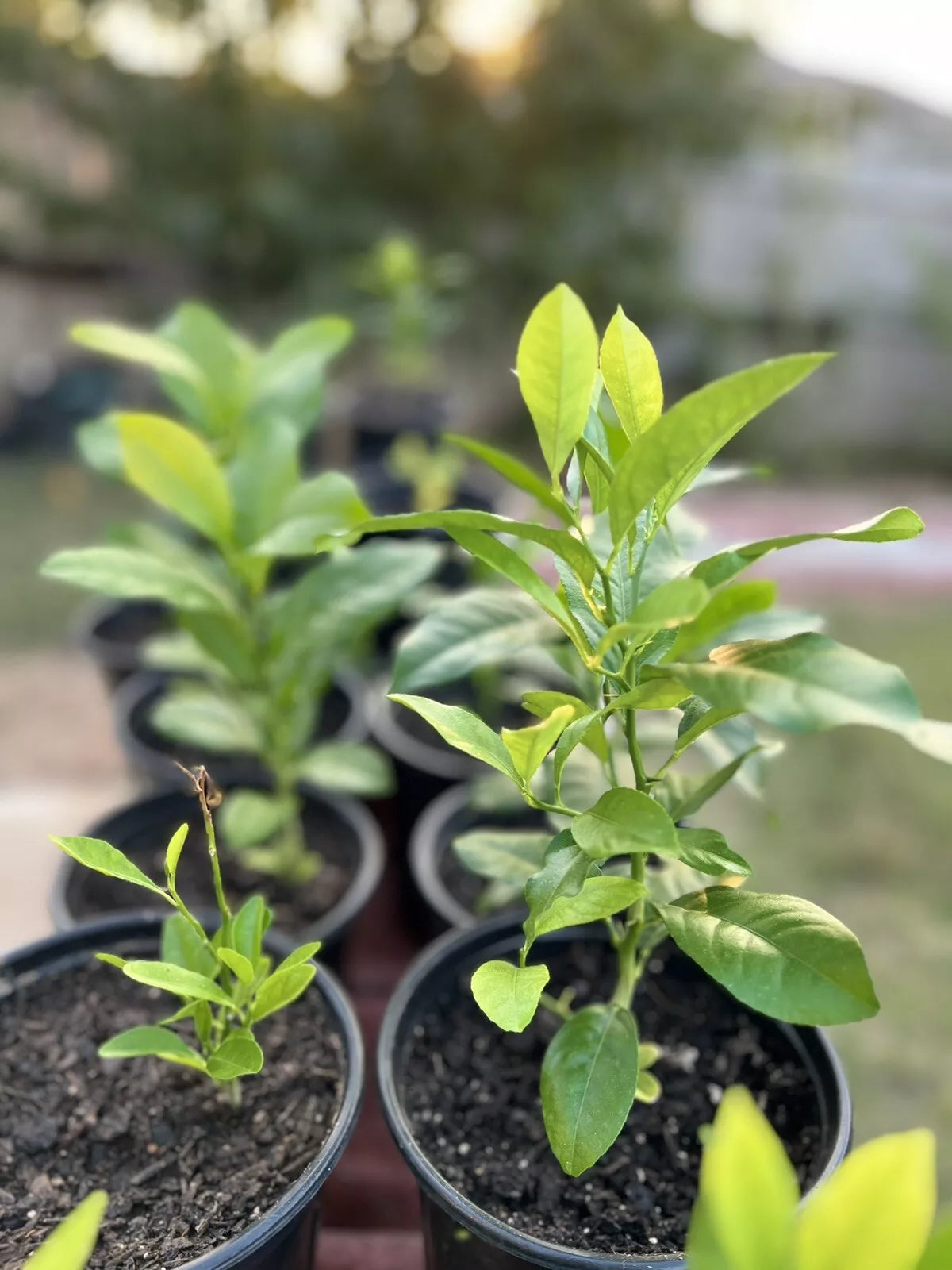 Lemon Tree Live Plant - Indoor/Outdoor Citrus Variety - Citrus limon