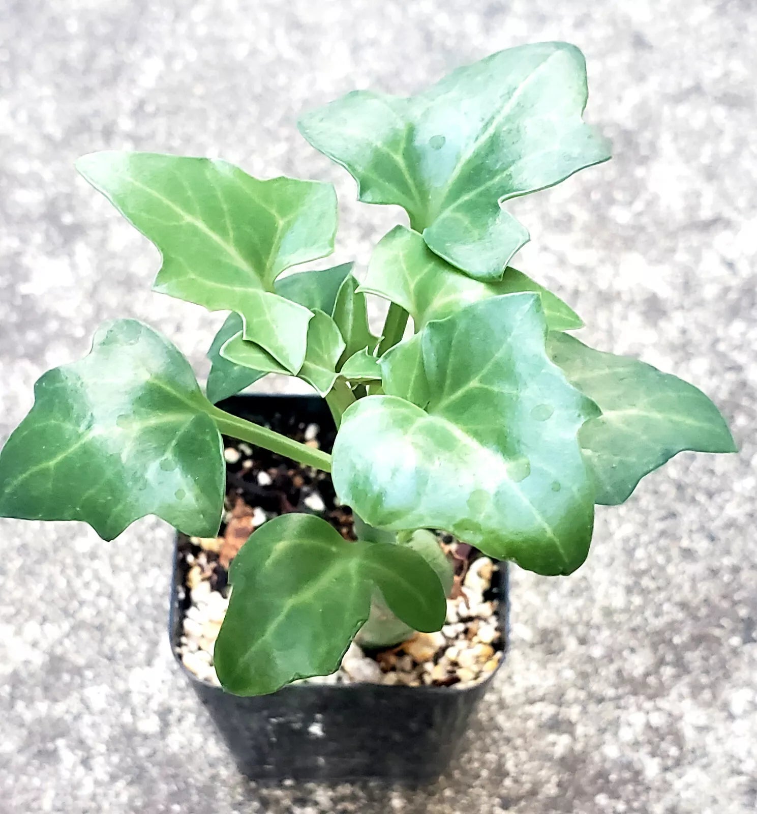 Senecio Articulatus Candle Plant - 2" Potted Plant - Rare Curiously Looking Succulent