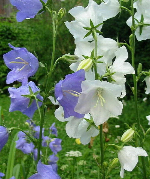 Bulk Peach Leaf Bellflower Seeds, 3000 Seeds Blue & White Mix, Campanula persicifolia