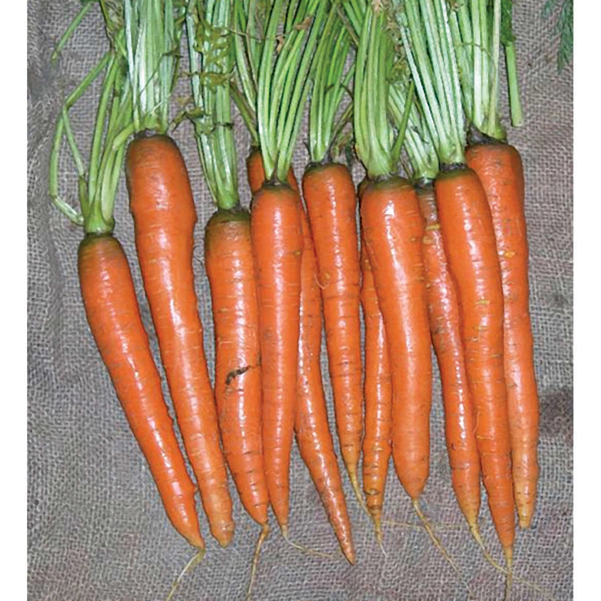 Carrot Seeds - Imperator 58 Variety - Fresh Heirloom Seeds - Daucus carota