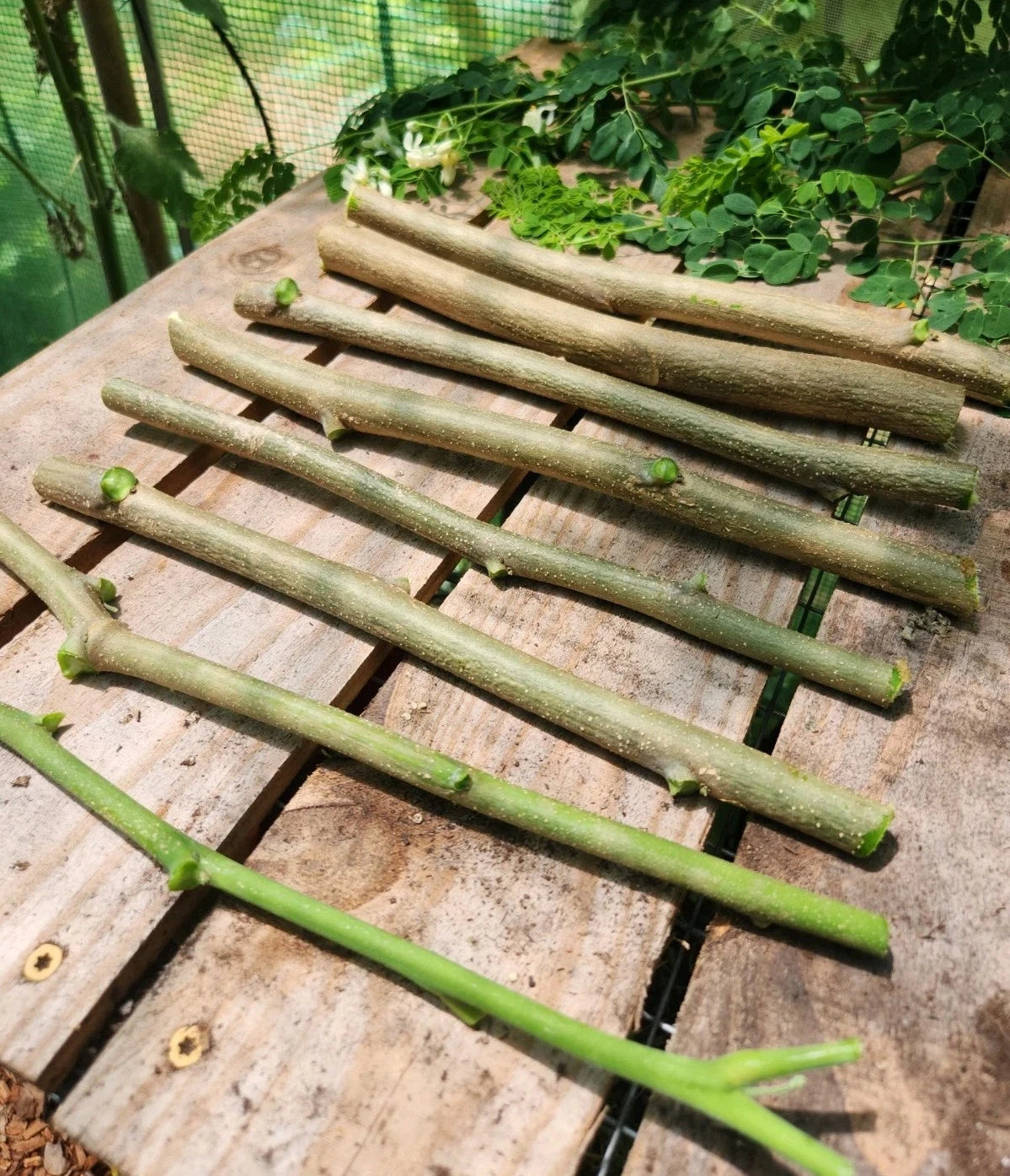 Moringa Cuttings - 8 Drumstick Tree Cuttings - Moringa oleifera