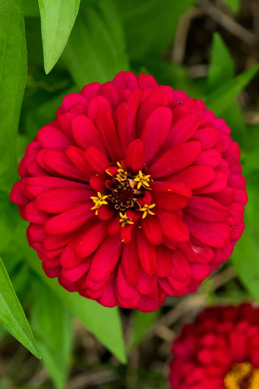 Cherry Queen Zinnia Seeds - Non-GMO, Easy Grow, Variety Pack Sizes, Zinnia elegans