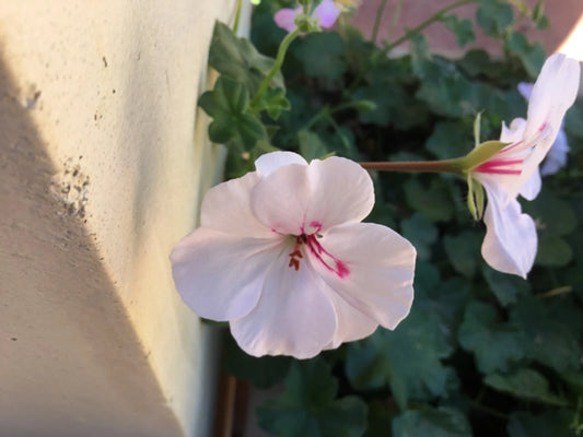 Ivy Geranium Cuttings 8 Pack Soft Pink Pelargonium peltatum for Rooting