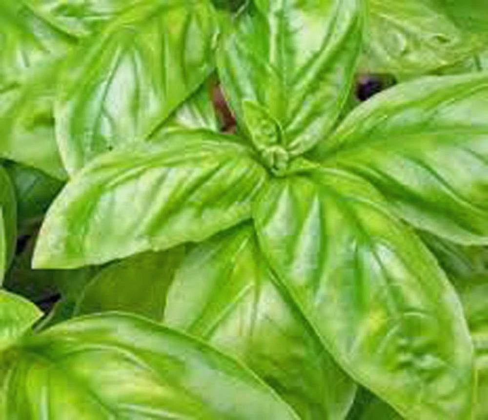 Basil Seeds 25 Count - Italian Large Leaf Heirloom Non-GMO Herb - Ocimum basilicum