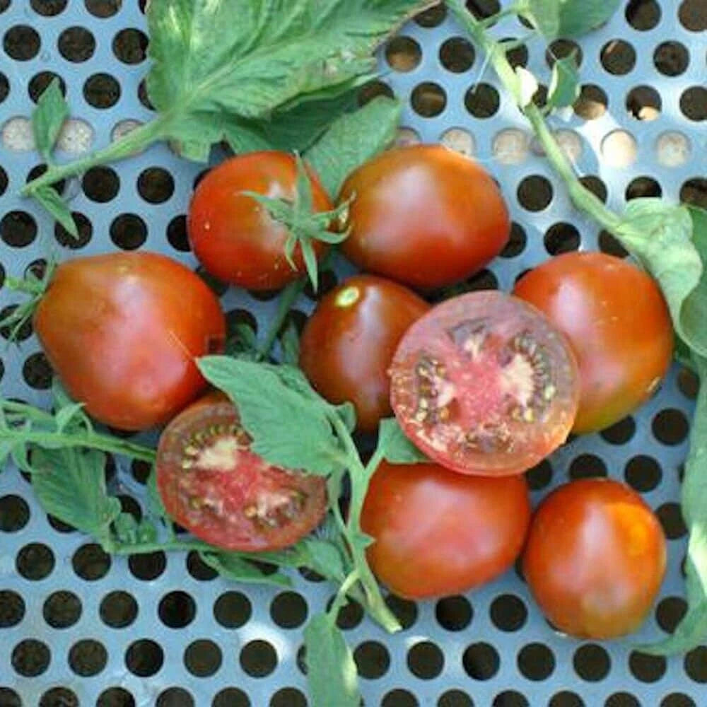 Black Truffle Tomato Seeds - Indeterminate, Non-GMO Variety - Solanum lycopersicum - Shipped With Tracking