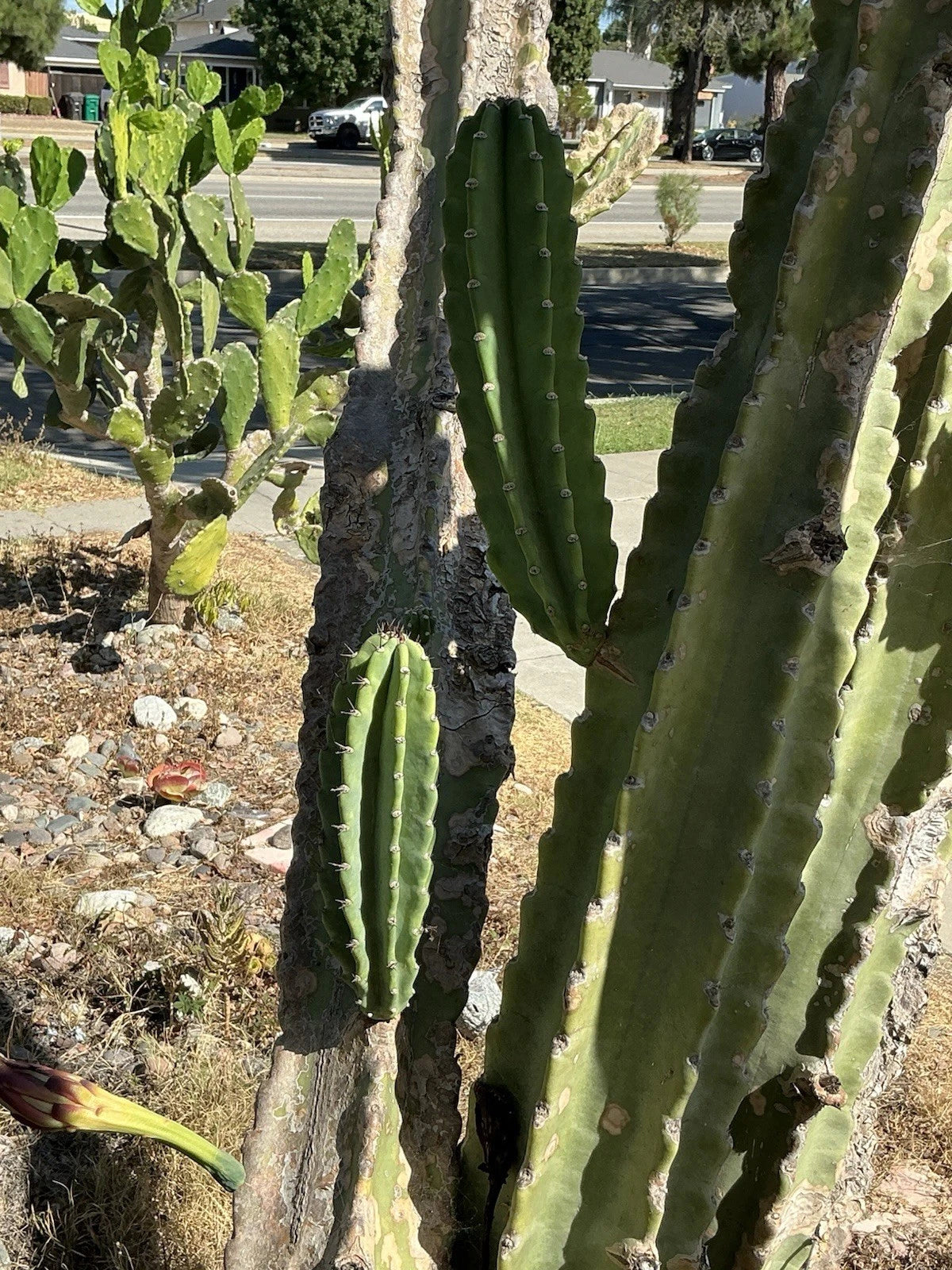 Black Rose Succulent Cutting, Deep Dark Purple Aeonium Arboreum Zwartkopf, Unique Houseplant for Garden and Home Decor