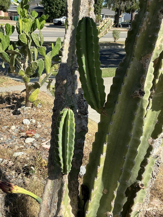 Black Rose Succulent Cutting, Deep Dark Purple Aeonium Arboreum Zwartkopf, Unique Houseplant for Garden and Home Decor