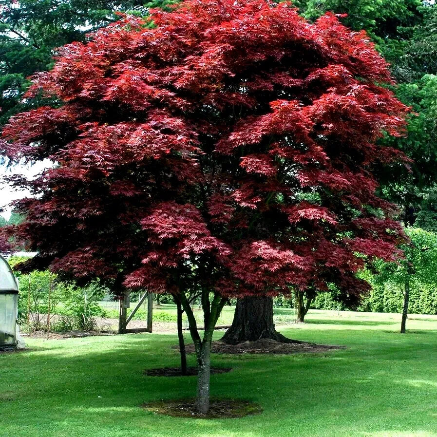 Red Japanese Maple Tree Seeds - BLOODGOOD Variety - Hardy Bonsai (Acer palmatum atropurpureum)