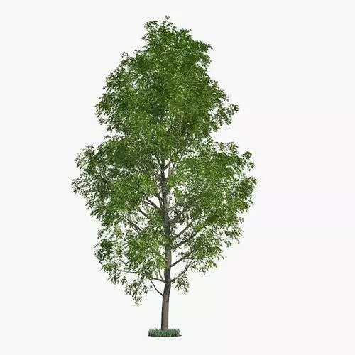 Hybrid Poplar Trees - 2 Pack - Fast Growing for Privacy, Shade, Landscaping - Populus deltoides x Populus nigra