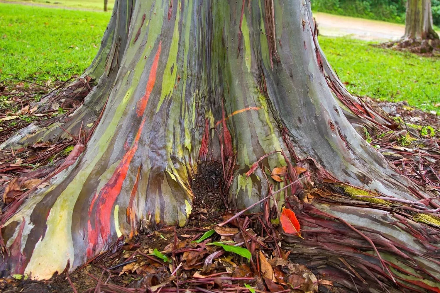Rainbow Eucalyptus Tree Seeds - Stunning Colored Bark - Eucalyptus deglupta - Unique Ornamental Trees