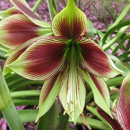 Amaryllis Bulb Medium 15-18 cm Butterfly Papillo Live Plant with Growth - Hippeastrum papilio