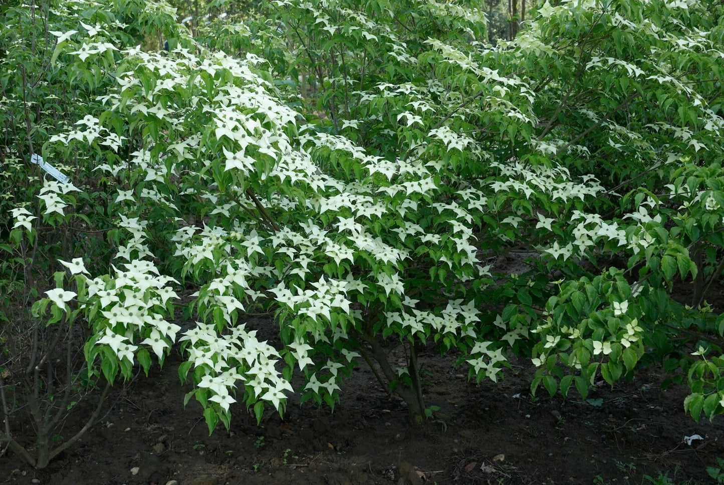 Chinese Dogwood Seeds, 20 Count, Cornus kousa chinensis, Flowering Tree, Hardy Ornamental Plant