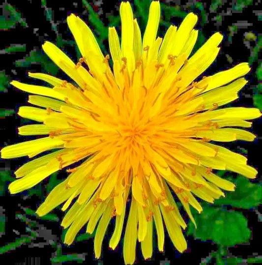 Dandelion Seeds for Microgreens & Salads - Organic Perennial Herb - 1000+ Seeds - Taraxacum officinale