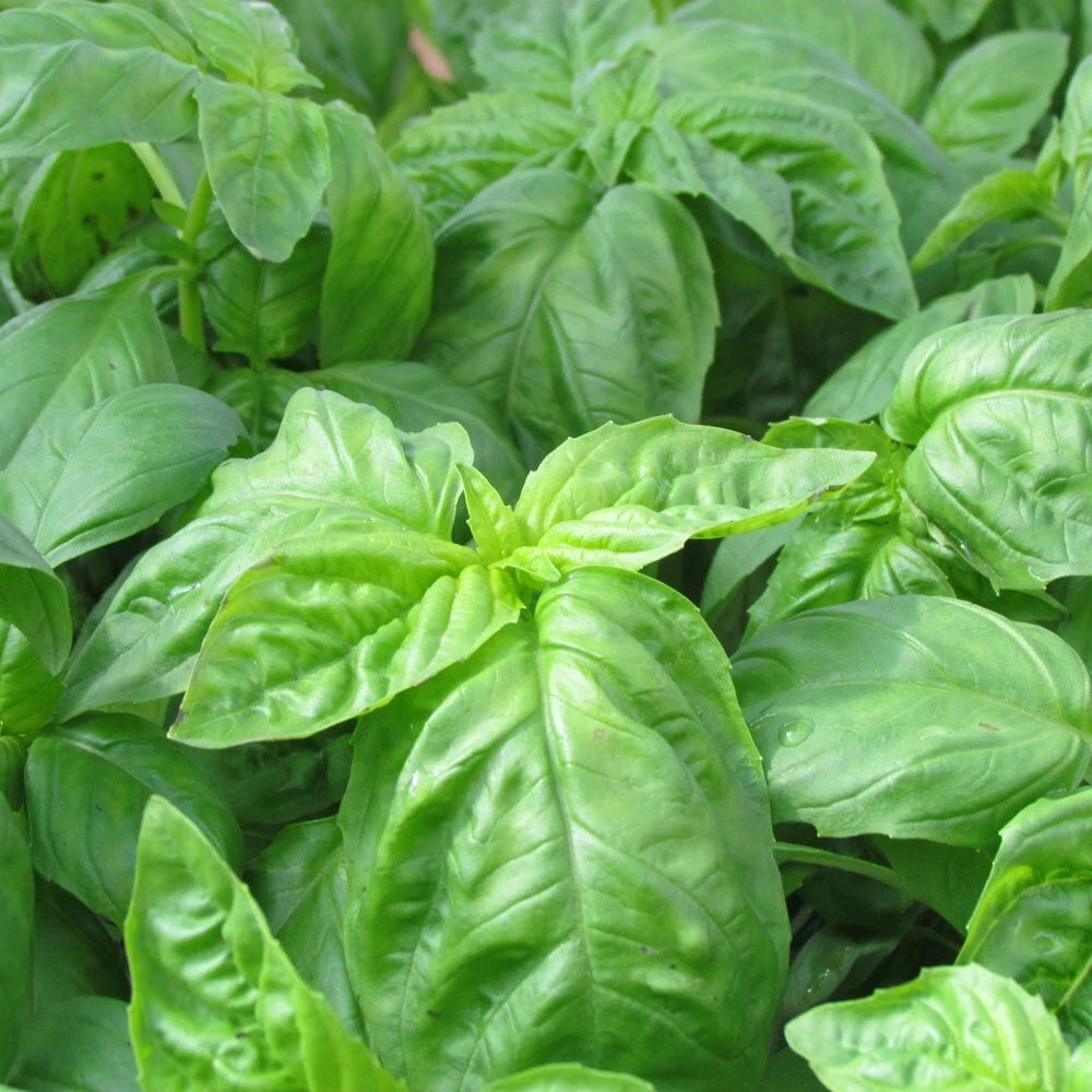 Basil Seeds 500+ Heirloom Italian Large Leaf NON-GMO Herb - Ocimum basilicum - USA Grown, Free Shipping
