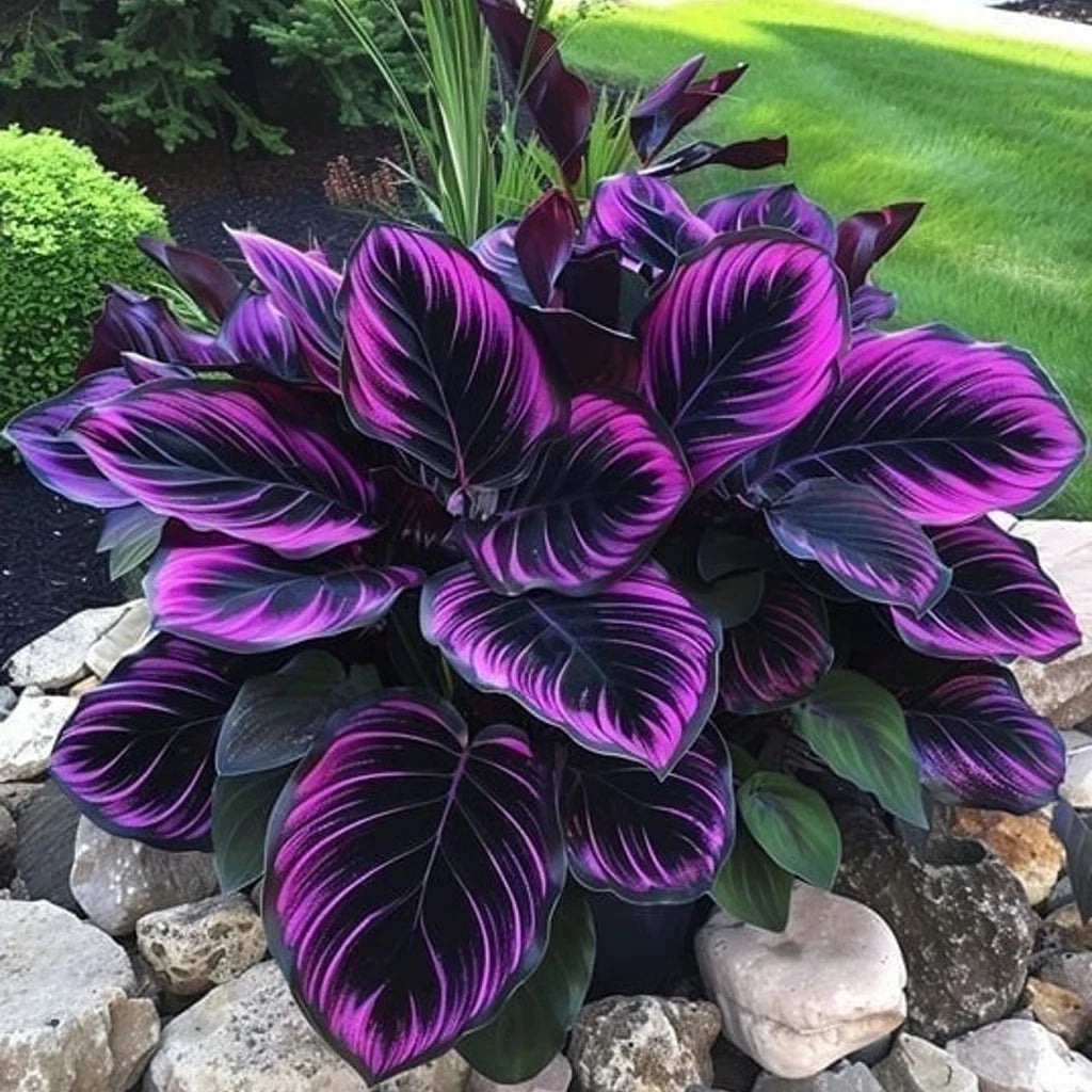 25+ Purple Tip Calathea Seeds for Garden Planting - Calathea makoyana - USA - Padded Shipping