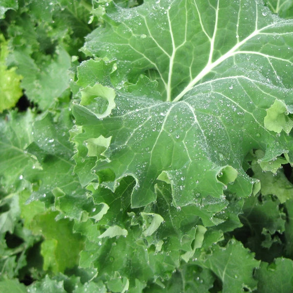Kale Seed - Fresh Siberian Kale Seeds - Brassica oleracea var. sabellica