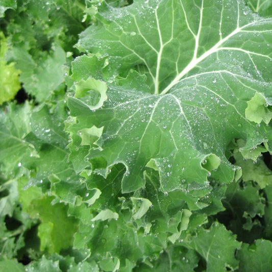Kale Seed - Fresh Siberian Kale Seeds - Brassica oleracea var. sabellica