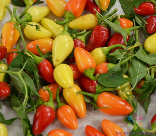 Cascabella Hot Pepper Seeds - 25+ Count - Ideal for Garden Planting - Capsicum annuum - USA - Free Shipping